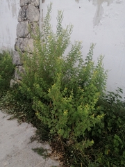 Cleome viscosa