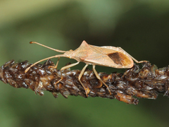 Gonocerus acuteangulatus
