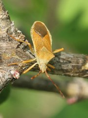Gonocerus acuteangulatus