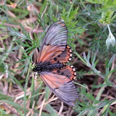 Acraea horta