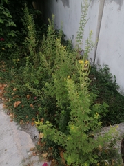 Cleome viscosa
