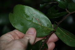 Huberantha nitidissima