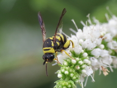 Leucospis biguetina