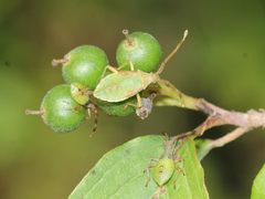 Gonocerus acuteangulatus