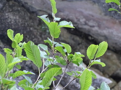 Rhamnus alpina
