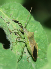 Gonocerus acuteangulatus