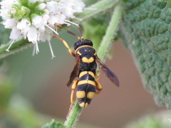 Leucospis biguetina