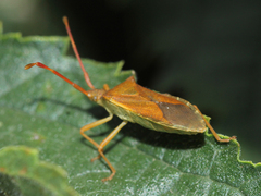 Gonocerus acuteangulatus
