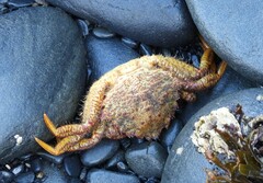 Telmessus cheiragonus