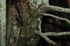 Huberantha nitidissima