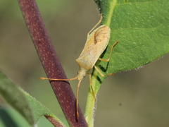 Gonocerus acuteangulatus