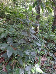 Trachelospermum