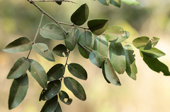 Xanthocercis zambesiaca