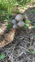 Panaeolus papilionaceus