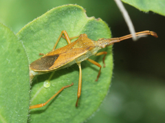 Gonocerus acuteangulatus