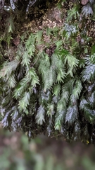 Fissidens