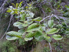 Rhamnus alpina