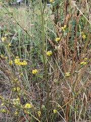 Melilotus officinalis