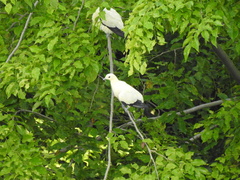 Ducula bicolor