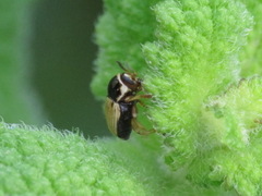 Cryptocephalus pygmaeus