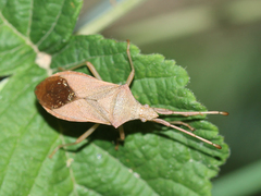 Gonocerus acuteangulatus