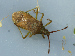 Gonocerus acuteangulatus