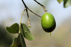 Xanthocercis zambesiaca