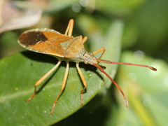 Gonocerus acuteangulatus