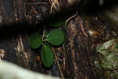 Hoya australis australis