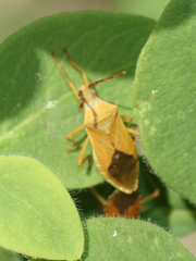 Gonocerus acuteangulatus