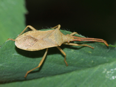 Gonocerus acuteangulatus