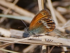 Coenonympha arcania