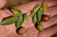 Xanthocercis zambesiaca