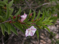 Convolvulus fruticulosus image