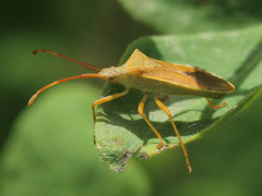 Gonocerus acuteangulatus