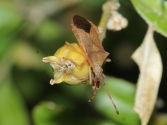 Gonocerus acuteangulatus