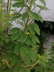 Cleome viscosa