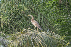 Ardea purpurea