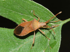 Gonocerus acuteangulatus