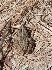 Pelophylax perezi