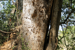 Xanthocercis zambesiaca