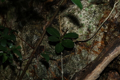 Hoya australis australis