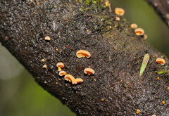 Favolaschia claudopus