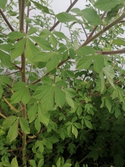 Cleome viscosa