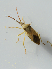 Gonocerus acuteangulatus