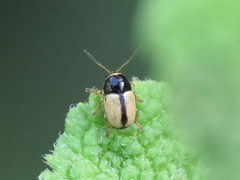 Cryptocephalus pygmaeus