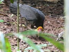 Alectura lathami lathami