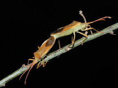 Gonocerus acuteangulatus