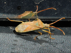 Gonocerus acuteangulatus