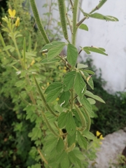 Cleome viscosa